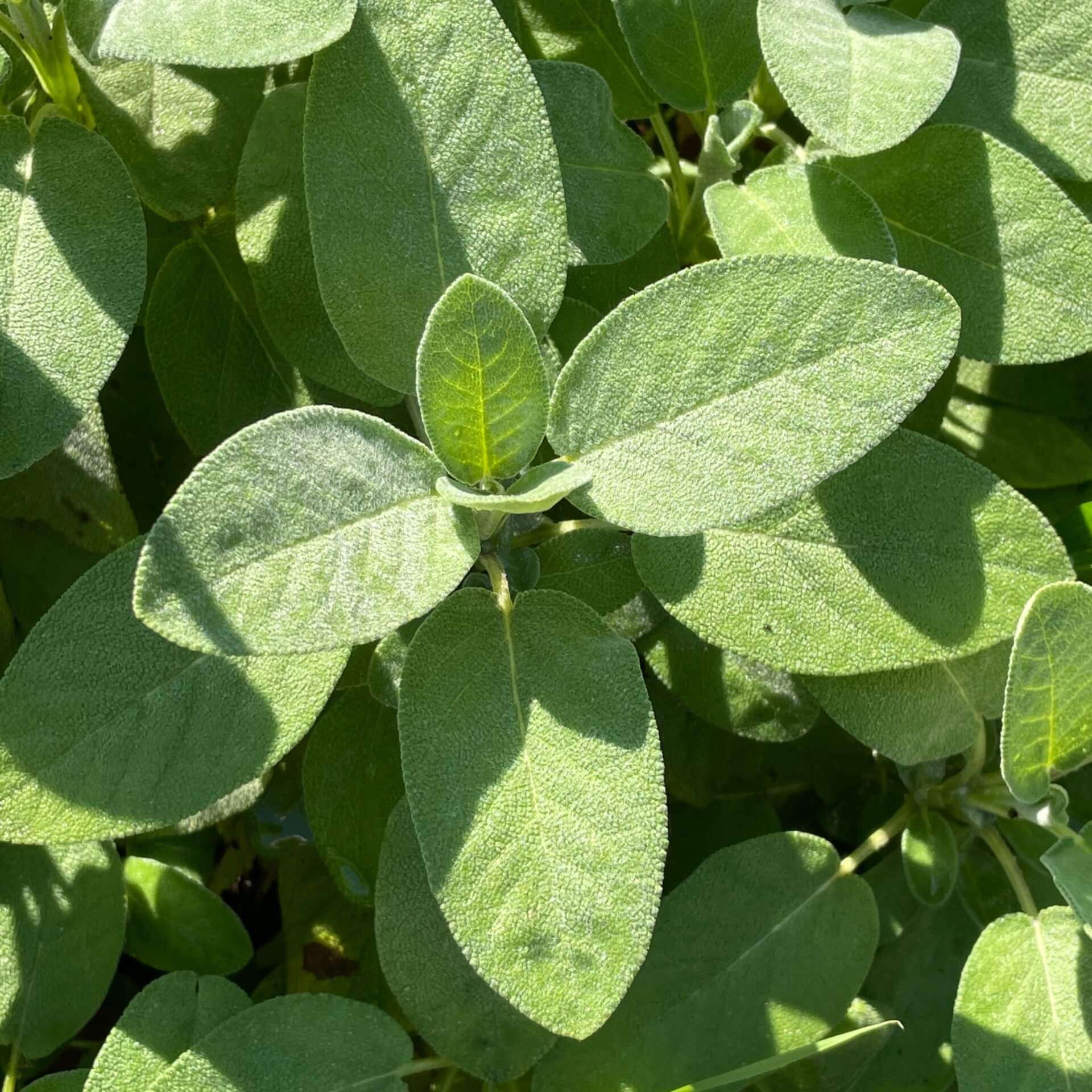 Salbei 'Berggarten' (Salvia officinalis 'Berggarten')