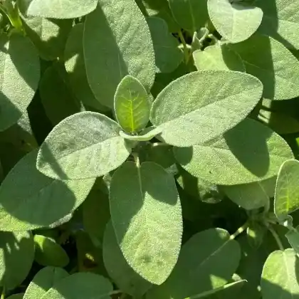 Foto von Salbei 'Berggarten' (Salvia officinalis 'Berggarten')