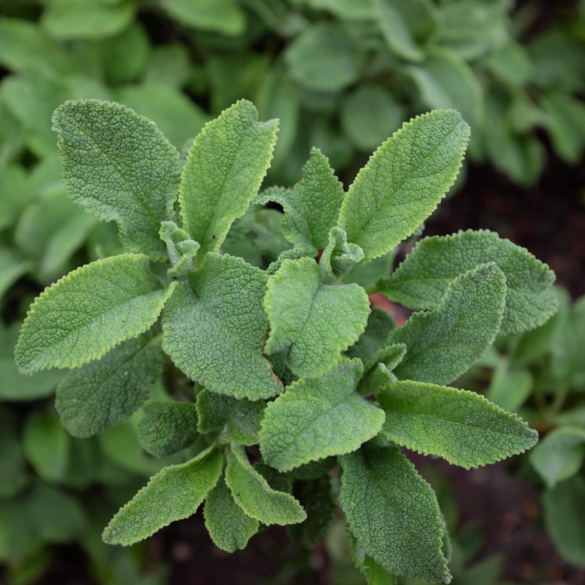 Salbei 'Crispa' (Salvia officinalis 'Crispa')