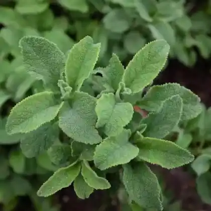 Foto von Salbei 'Crispa' (Salvia officinalis 'Crispa')