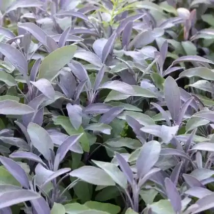 Foto von Salbei 'Purpurascens' (Salvia officinalis 'Purpurascens')