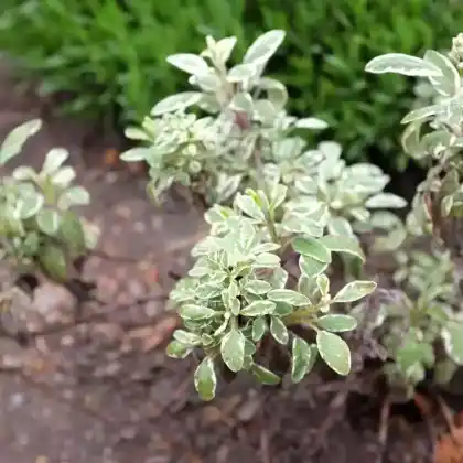 Foto von Salbei 'Tricolor' (Salvia officinalis 'Tricolor')