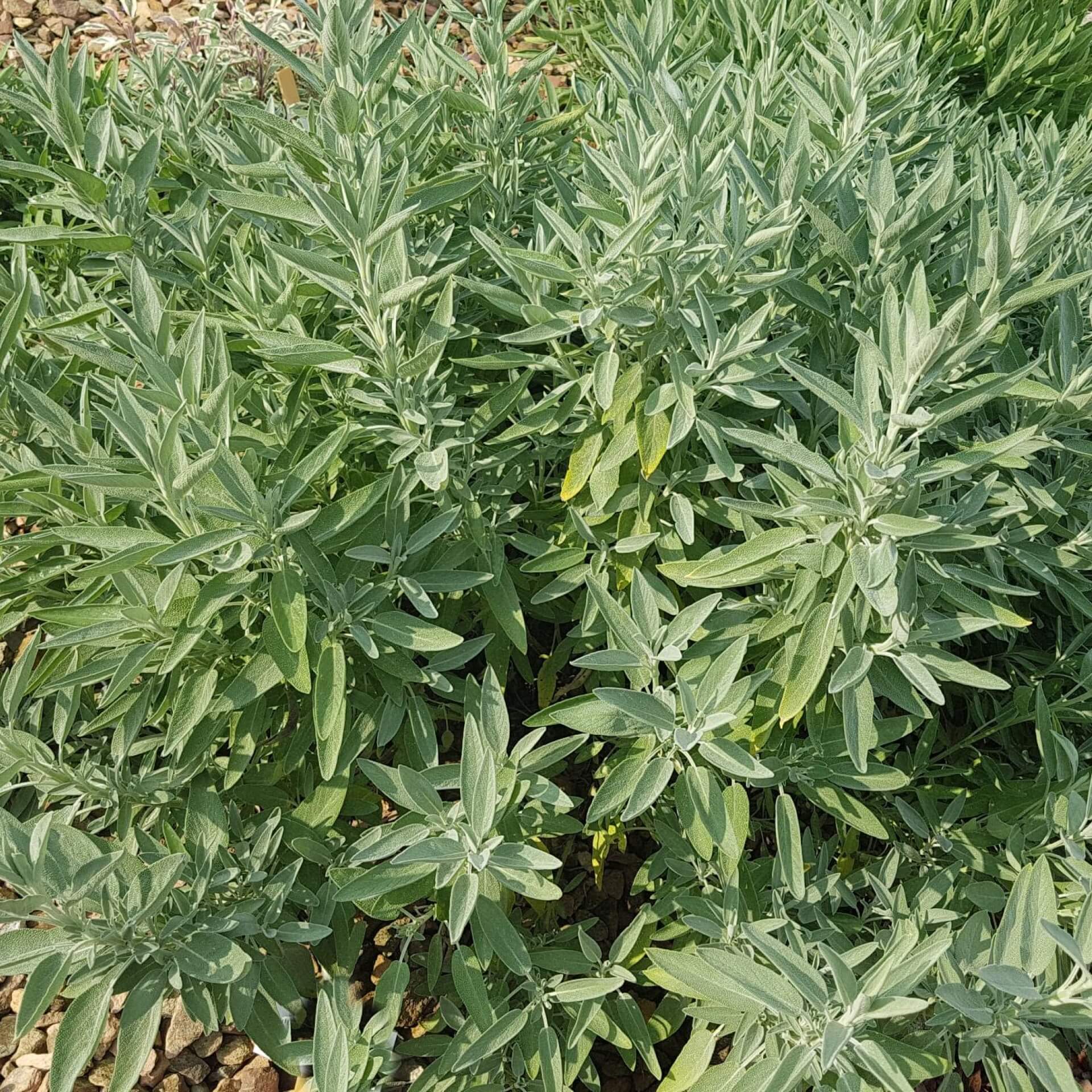 Weißblühender Salber  (Salvia officinalis 'Albiflora')