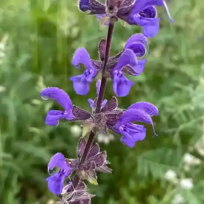 Foto von Wiesensalbei (Salvia pratensis)
