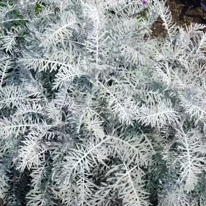 Foto von Wermut 'Powis Castle' (Artemisia arborescens 'Powis Castle')