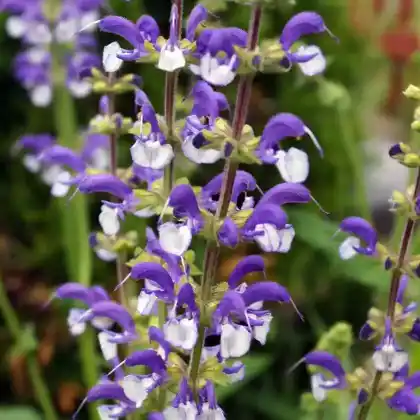 Foto von Wiesensalbei 'Madeline' (Salvia pratensis 'Madeline')