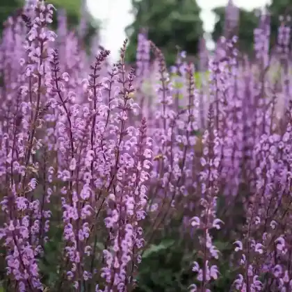 Foto von Wiesensalbei 'Serenade' (Salvia pratensis 'Serenade')