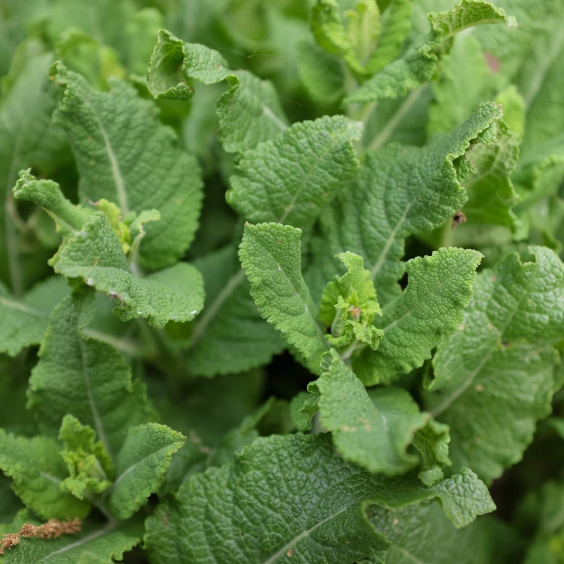 Wiesensalbei  'Sweet Esmeralda' (Salvia pratensis 'Sweet Esmeralda')