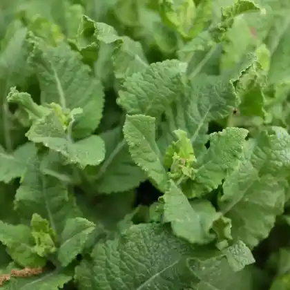 Foto von Wiesensalbei  'Sweet Esmeralda' (Salvia pratensis 'Sweet Esmeralda')