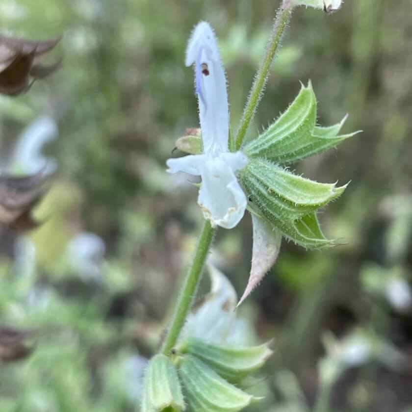 MuskatellerSalbei / Salvia sclarea