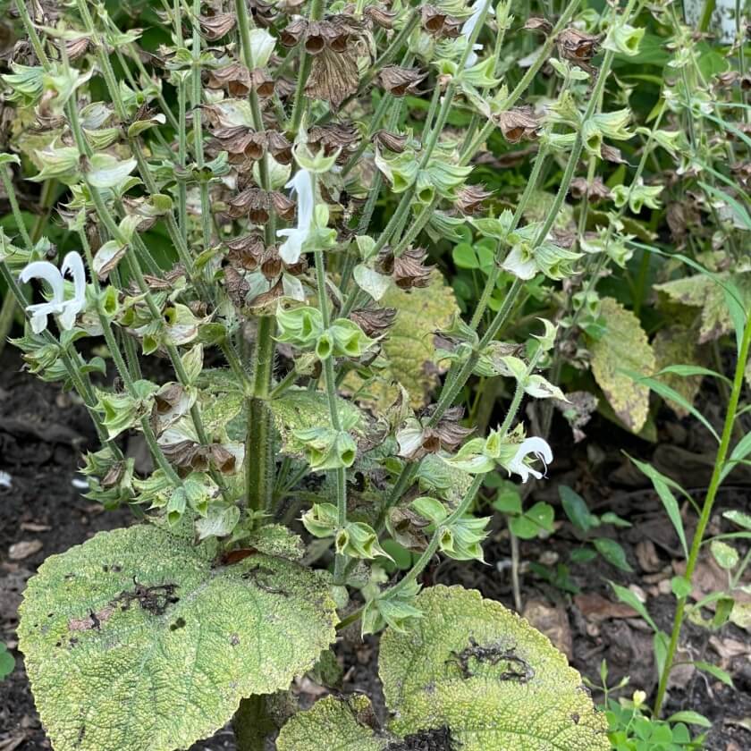 MuskatellerSalbei / Salvia sclarea