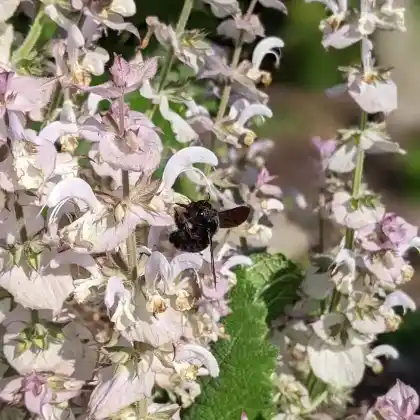 Foto von Muskateller-Salbei (Salvia sclarea)