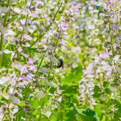 Foto von Muskateller-Salbei 'Turkestanica' (Salvia sclarea 'Turkestanica')