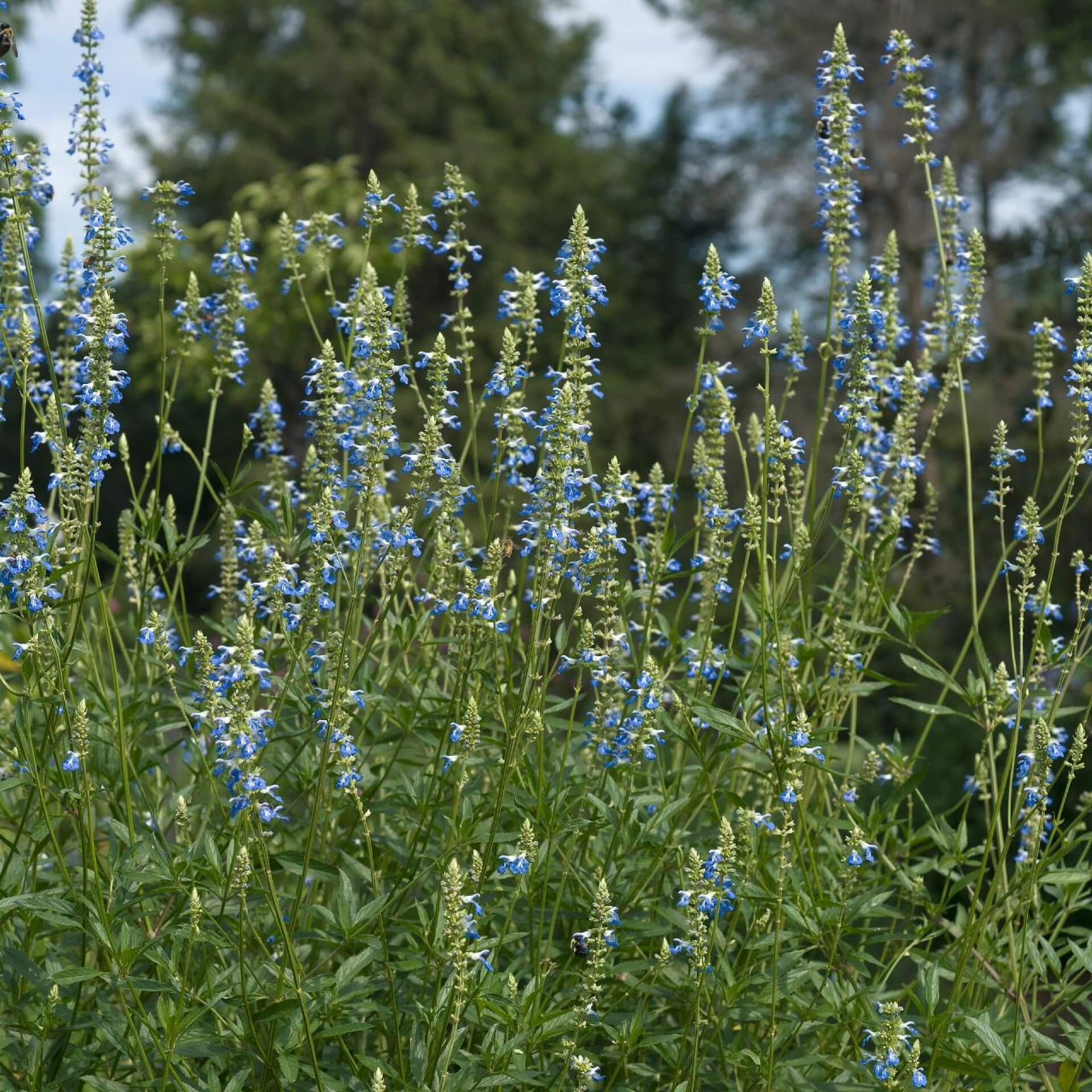 Sumpf-Salbei (Salvia uliginosa)