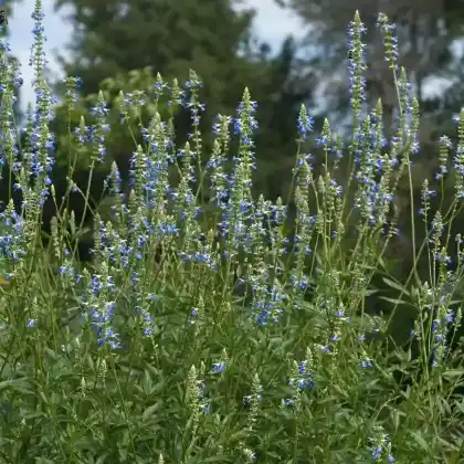 Foto von Sumpf-Salbei (Salvia uliginosa)