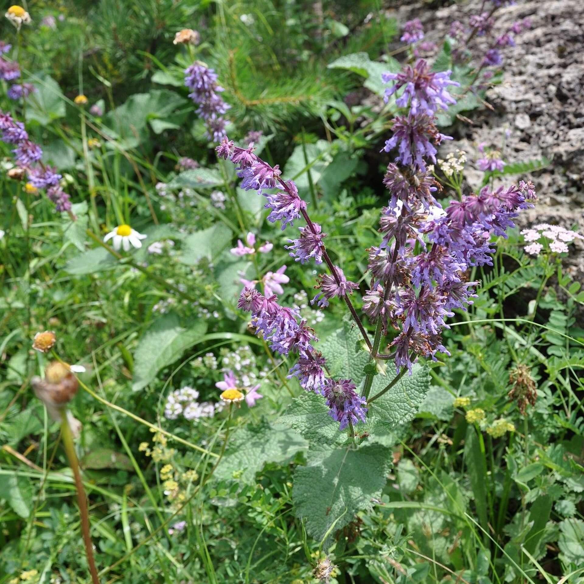 Quirlblütiger Salbei (Salvia verticillata)