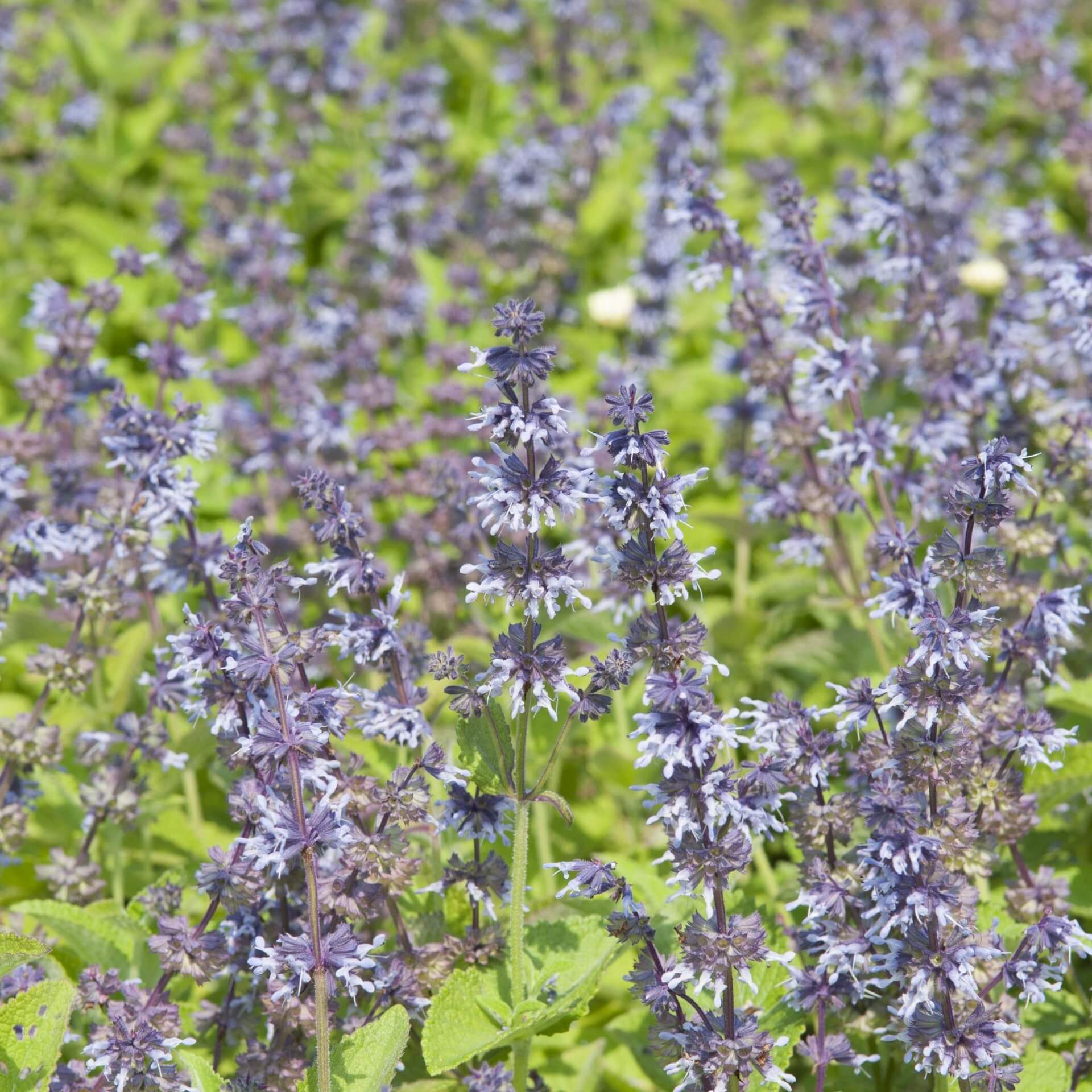 Quirlblütiger Salbei 'Hannay's Blue' (Salvia verticillata 'Hannay's Blue')