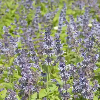 Foto von Quirlblütiger Salbei 'Hannay's Blue' (Salvia verticillata 'Hannay's Blue')