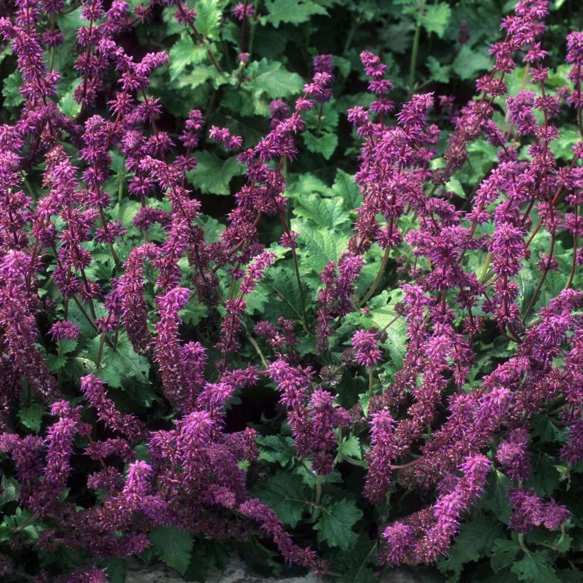 Quirlblütiger Salbei 'Purple Rain' (Salvia verticillata 'Purple Rain')