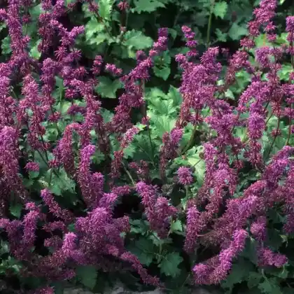 Foto von Quirlblütiger Salbei 'Purple Rain' (Salvia verticillata 'Purple Rain')