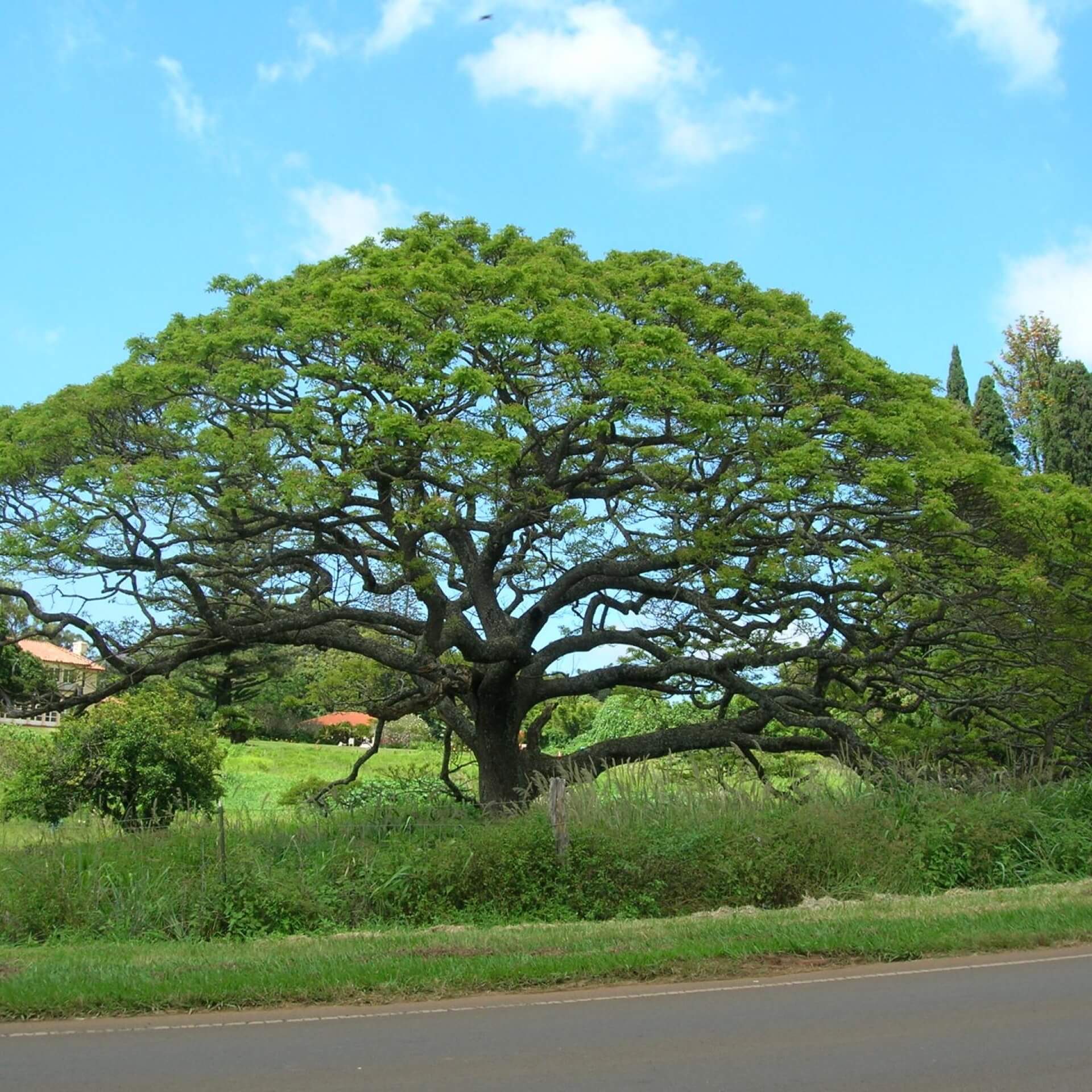 Rain Tree (Samanea saman)