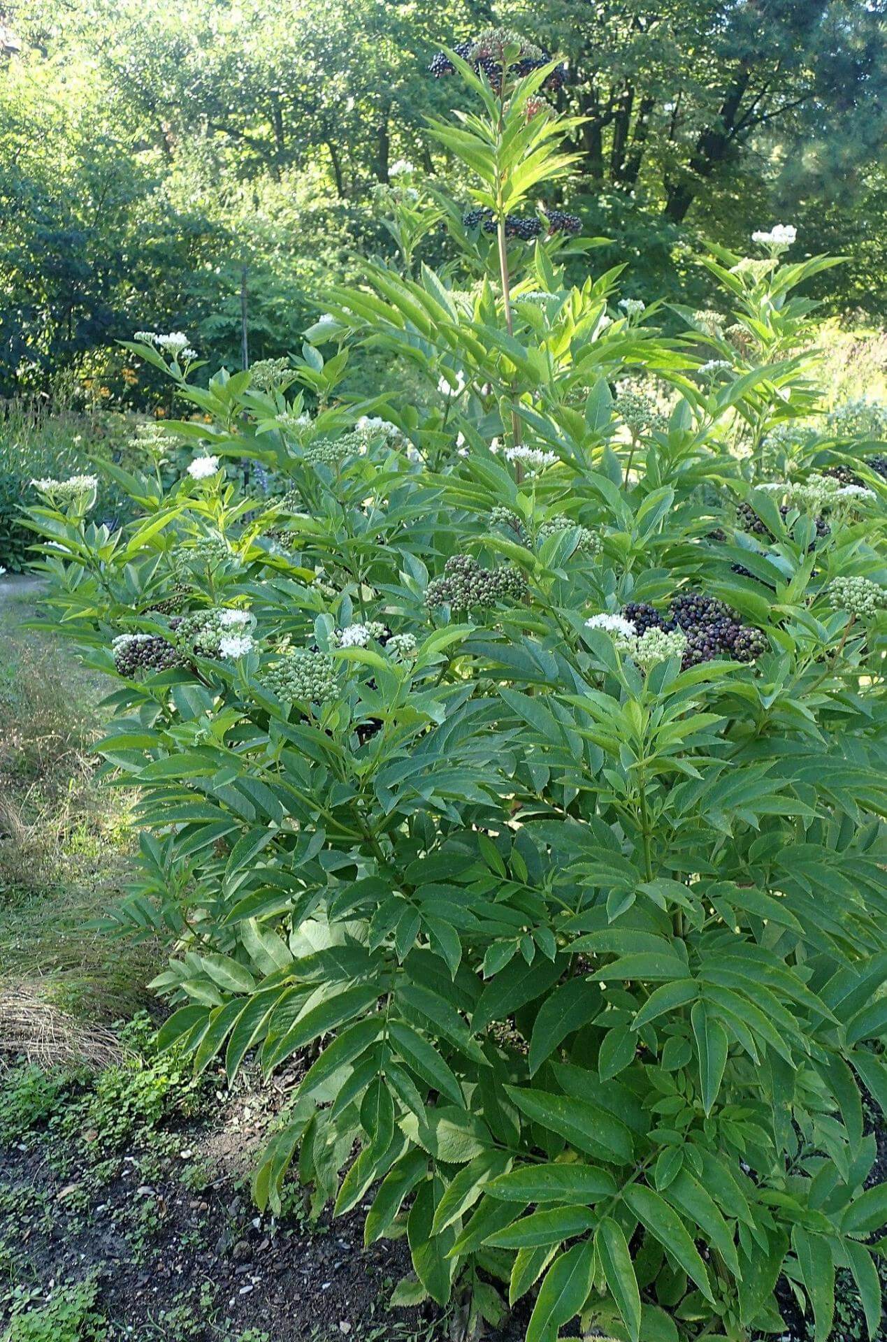 Zwerg Holunder / Sambucus ebulus