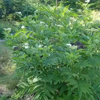 Foto von Zwerg-Holunder (Sambucus ebulus)