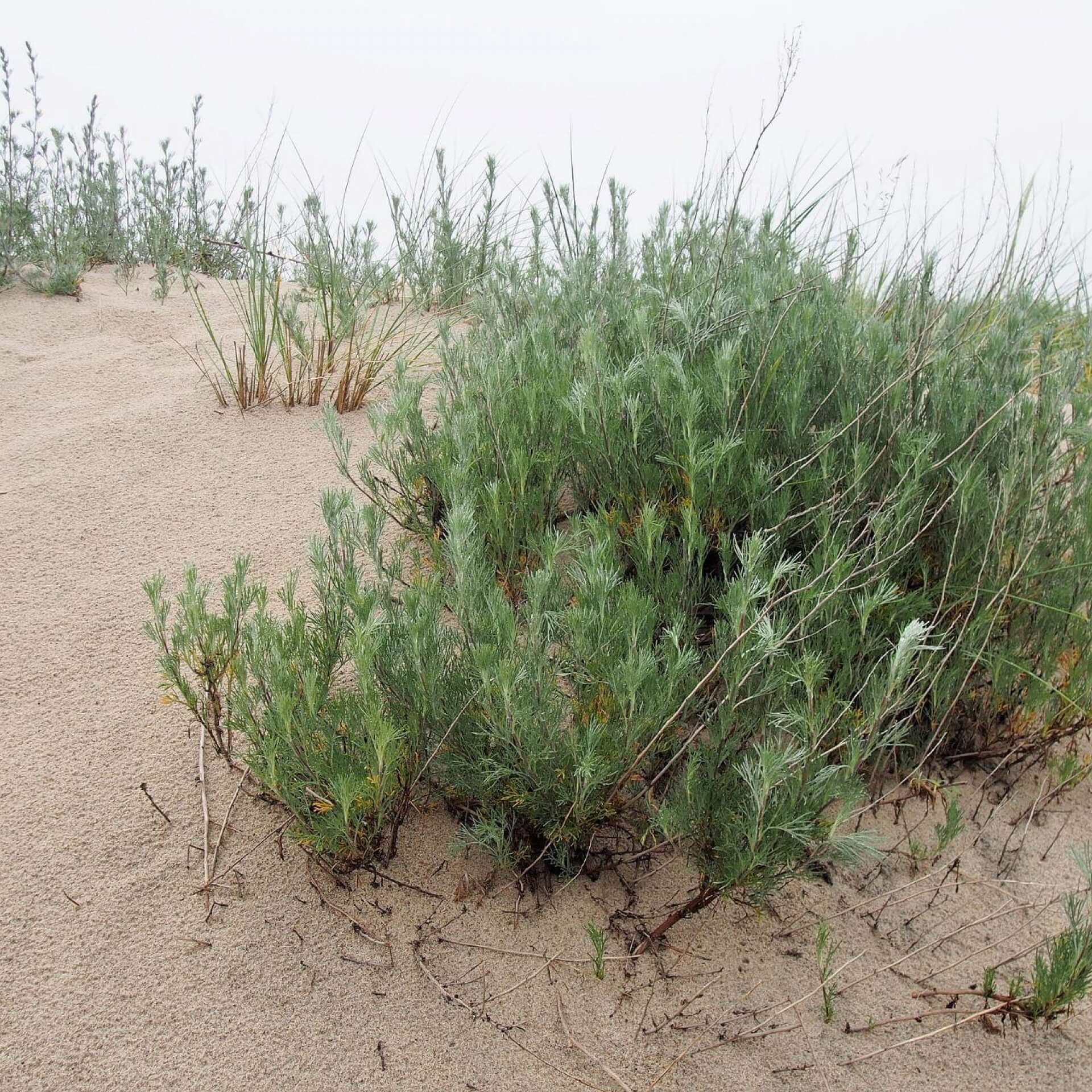 Feld-Beifuß (Artemisia campestris)