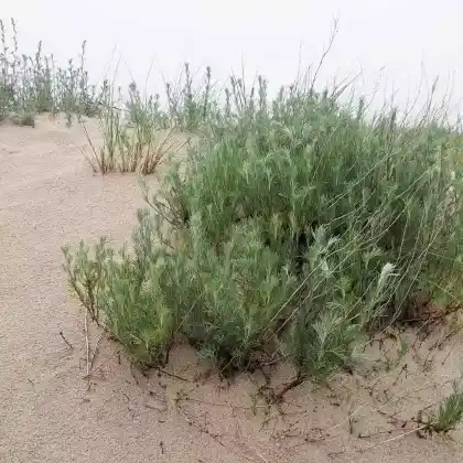 Foto von Feld-Beifuß (Artemisia campestris)