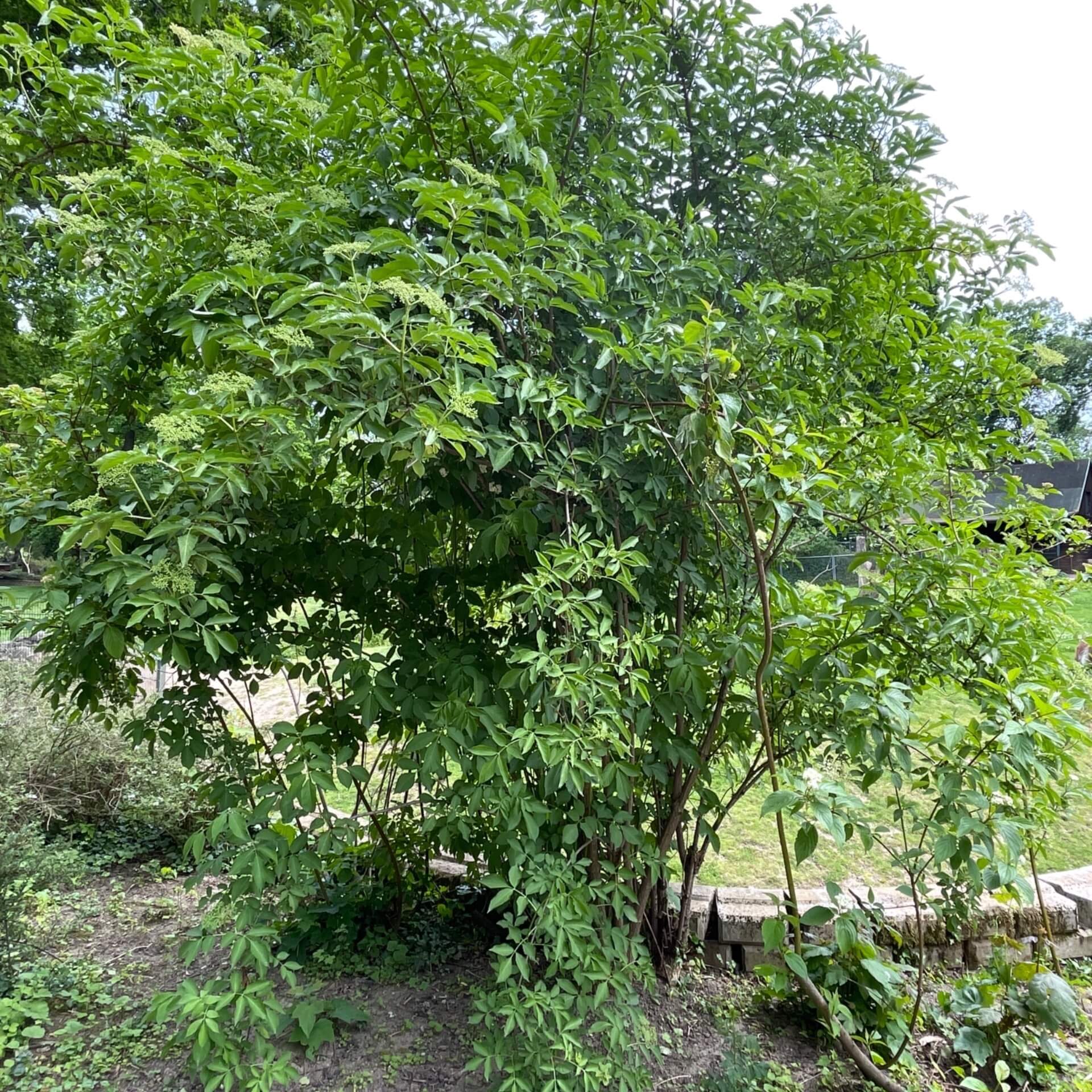 Schwarzer Holunder (Sambucus nigra)