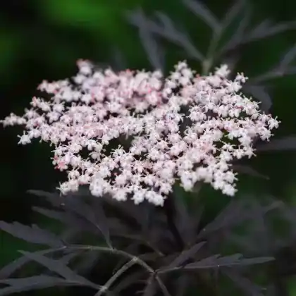 Foto von Schwarzer Holunder 'Black Beauty' (Sambucus nigra 'Black Beauty')