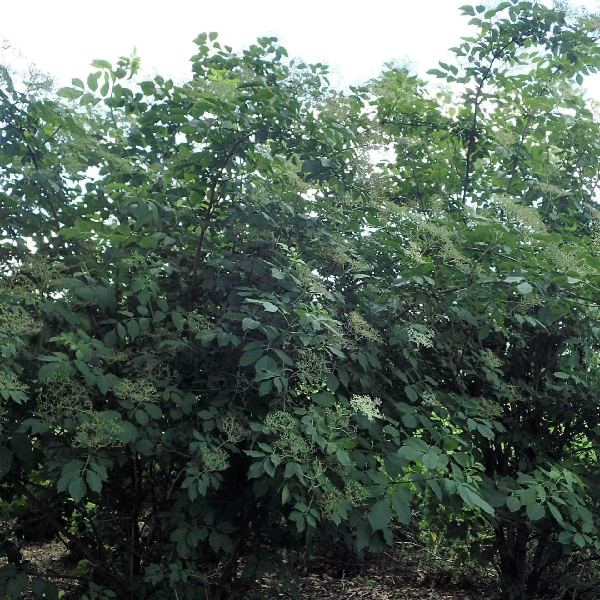  Schwarzer Holunder 'Sampo' (Sambucus nigra 'Sampo')