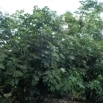 Foto von Schwarzer Holunder 'Sampo' (Sambucus nigra 'Sampo')