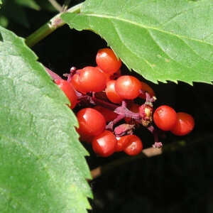 Sambucus racemosa