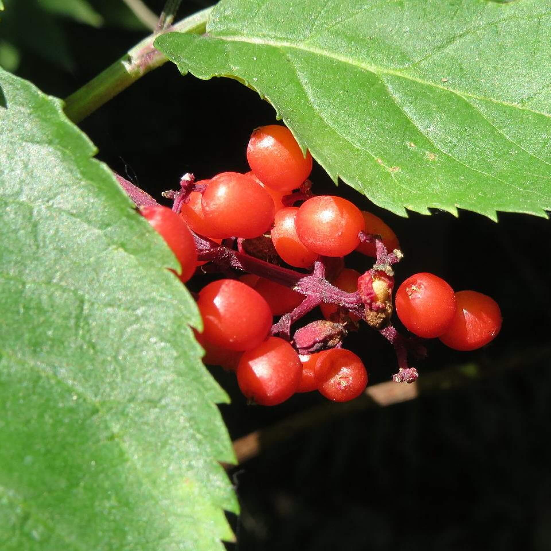 Roter Holunder (Sambucus racemosa)