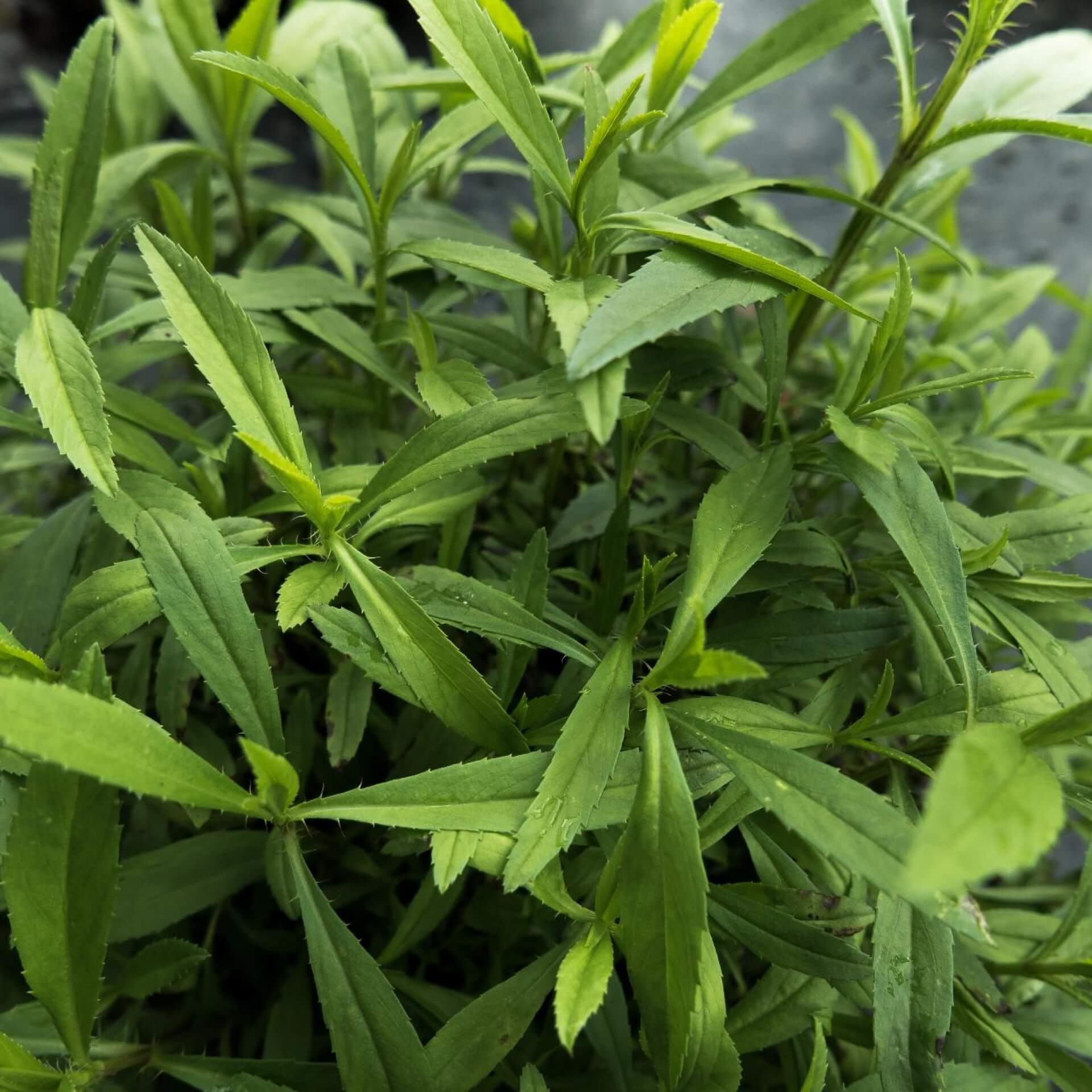 Estragon (Artemisia dracunculus)