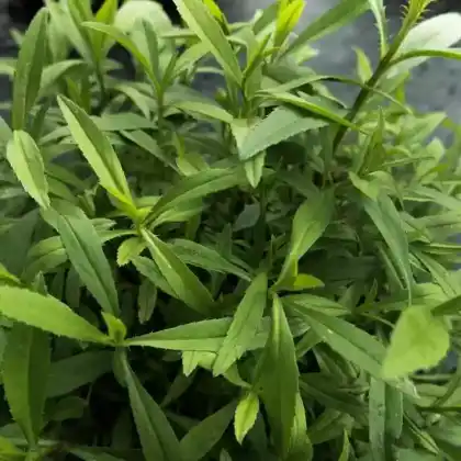 Foto von Estragon (Artemisia dracunculus)