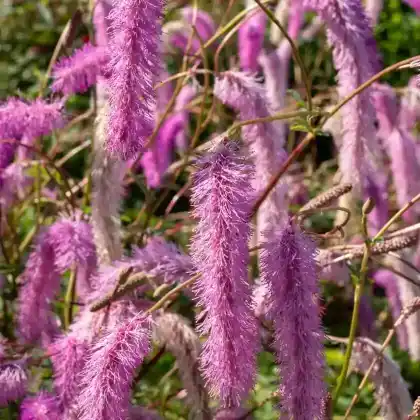 Foto von Koreanischer Wiesenknopf 'Lilac Squirrel' (Sanguisorba hakusanensis 'Lilac Squirrel')