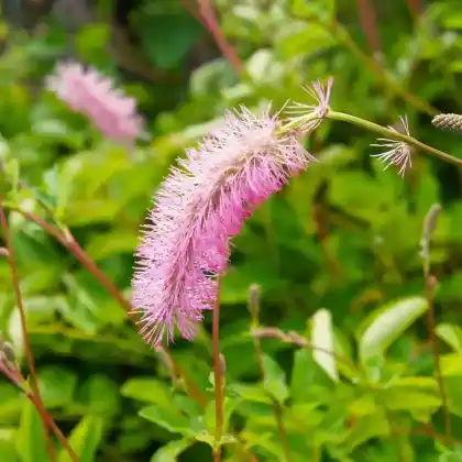 Foto von Flaschenbürsten-Wiesenknopf (Sanguisorba menziesii)
