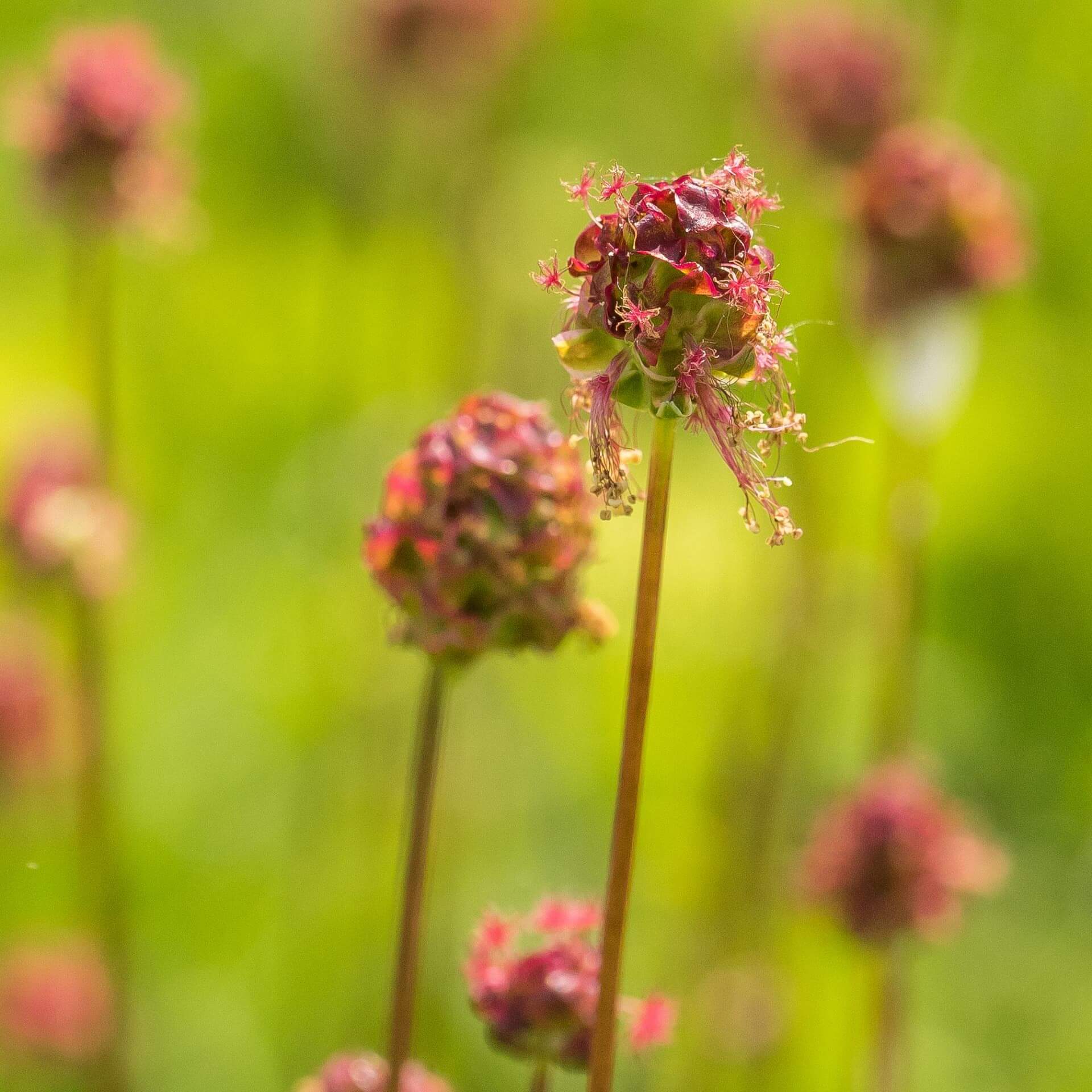 Kleiner Wiesenknopf (Sanguisorba minor)