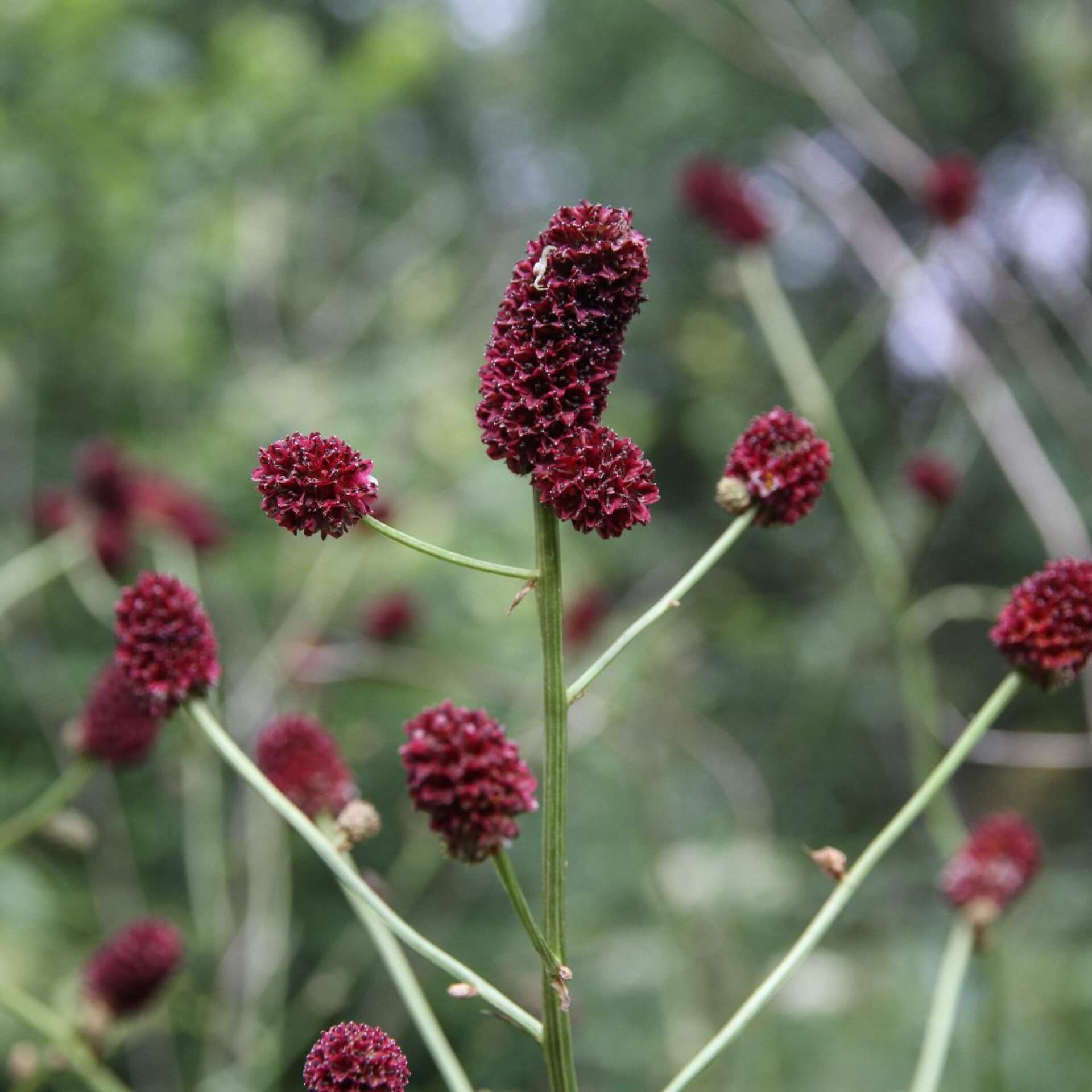 Großer Wiesenknopf (Sanguisorba officinalis)