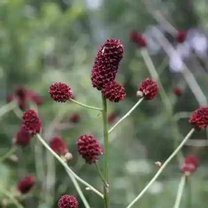 Foto von Großer Wiesenknopf (Sanguisorba officinalis)