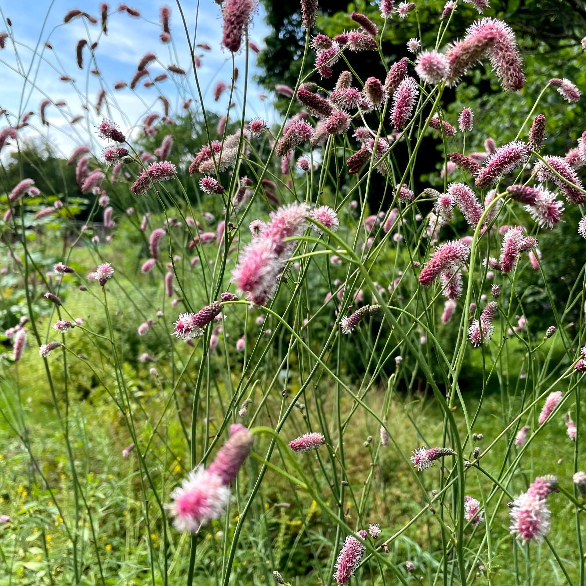 Hoher Wiesenknopf (Sanguisorba tenuifolia)