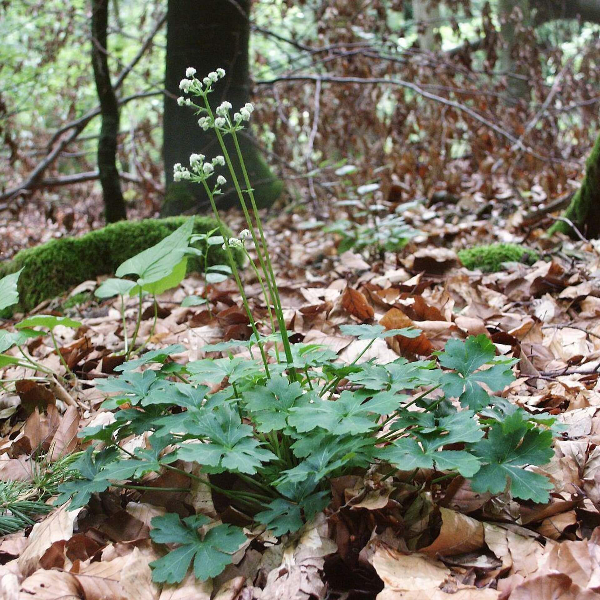 Wald-Sanikel (Sanicula europaea)