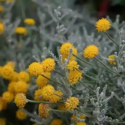 Foto von Graues Heiligenkraut (Santolina chamaecyparissus)