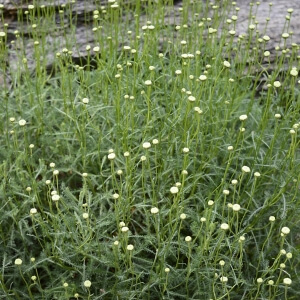 Oregano / Origanum vulgare
