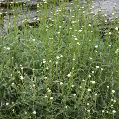 Foto von Grüne Heiligenblume (Santolina rosmarinifolia)