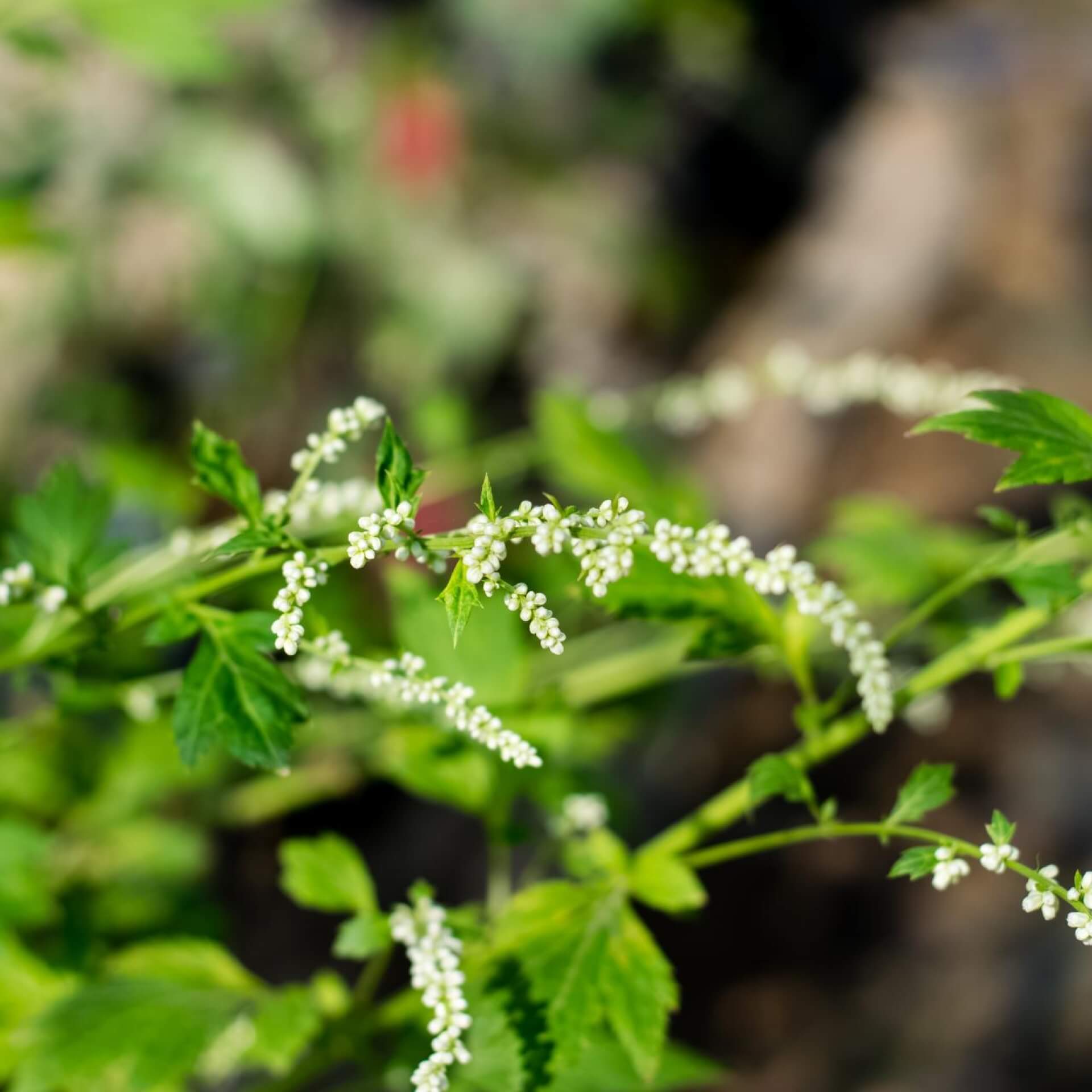 Weißer Beifuß (Artemisia lactiflora)