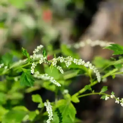 Foto von Weißer Beifuß (Artemisia lactiflora)