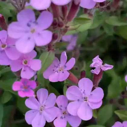 Foto von Rotes Seifenkraut (Saponaria ocymoides)